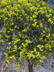 Euphorbia acanthothamnos