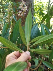Miconia ulmarioides