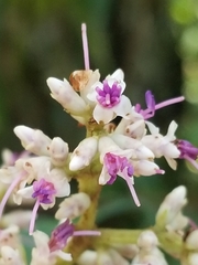 Miconia ulmarioides