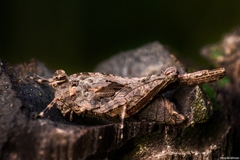 Paratettix cingalensis