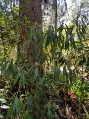 Miconia ulmarioides