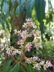 Miconia ulmarioides