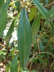 Miconia ulmarioides