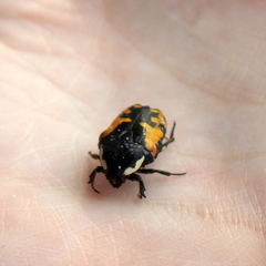 Phoxomela umbrosa