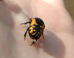 Phoxomela umbrosa