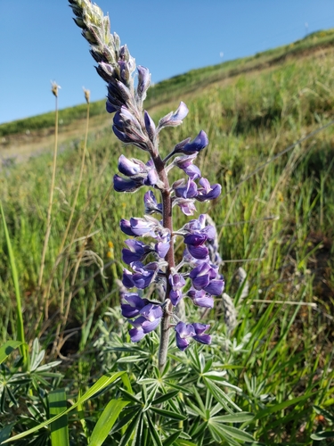 soft lupine (Lupinus mollis)