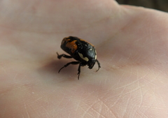 Phoxomela umbrosa