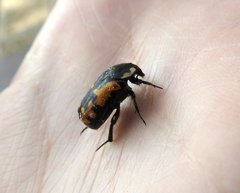 Phoxomela umbrosa