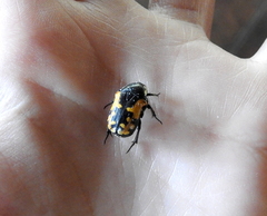 Phoxomela umbrosa