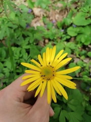 Doronicum caucasicum