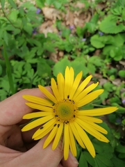Doronicum caucasicum