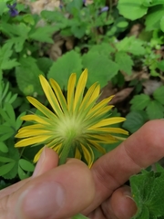 Doronicum caucasicum