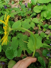 Doronicum caucasicum