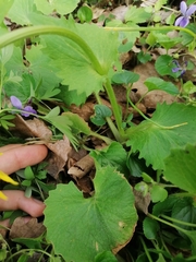 Doronicum caucasicum