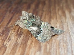 Behrensia conchiformis