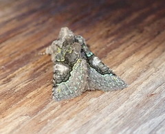 Behrensia conchiformis