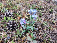 Myosotis stenophylla
