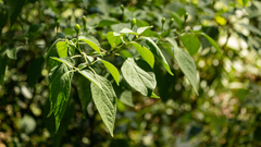 Capsicum baccatum