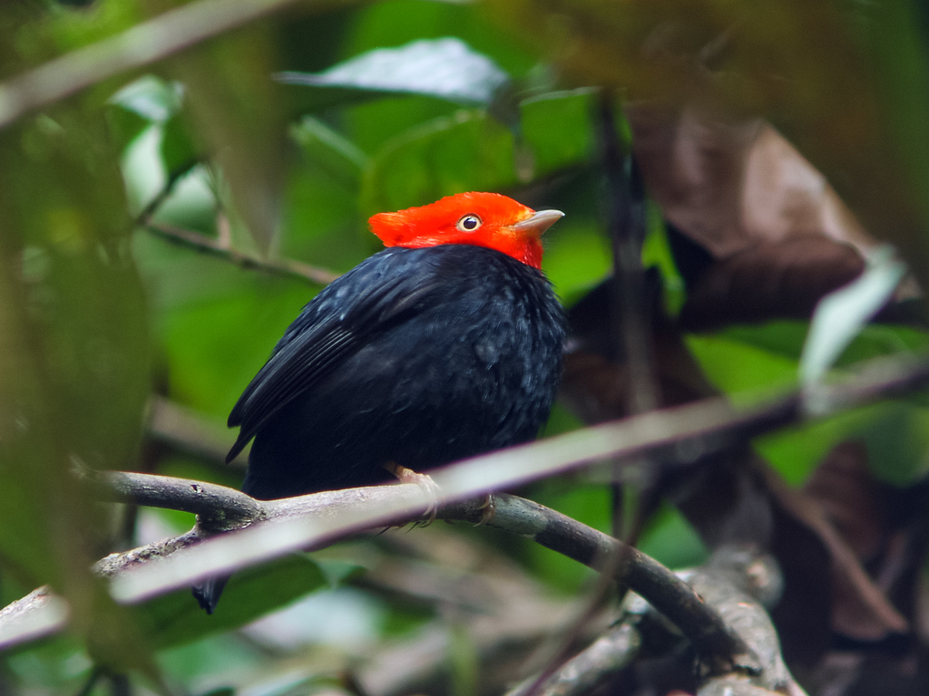 Scarlet-horned Manakin