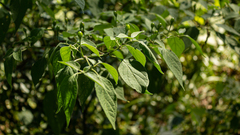 Capsicum baccatum