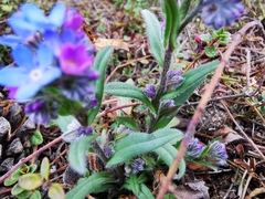 Myosotis stenophylla