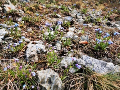 Myosotis stenophylla