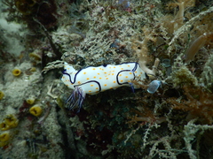 Goniobranchus annulatus image