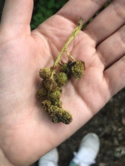 Liquidambar styraciflua