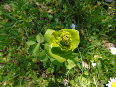 Smyrnium perfoliatum rotundifolium