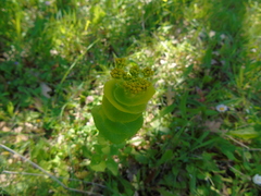 Smyrnium perfoliatum rotundifolium