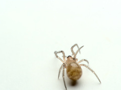 Steatoda grossa