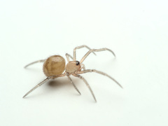 Steatoda grossa