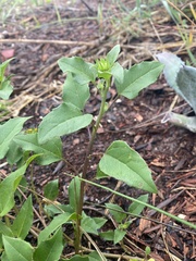 Helianthus debilis image