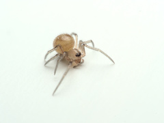 Steatoda grossa