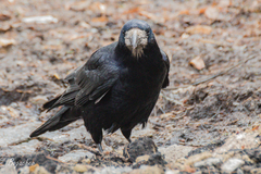 Corvus frugilegus
