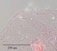 Russellaspis pustulans
