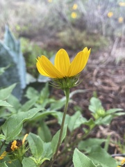 Helianthus debilis image
