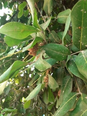 Melicoccus bijugatus