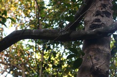 Salacia chinensis