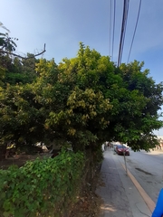 Melicoccus bijugatus