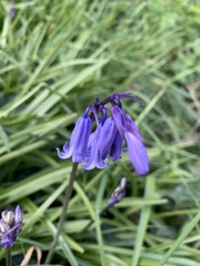Hyacinthoides non-scripta