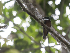 Yellow-Crested Manakin photo 2
