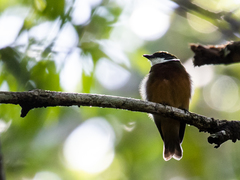Yellow-Crested Manakin photo 4