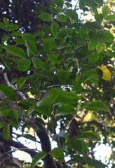 Salacia chinensis