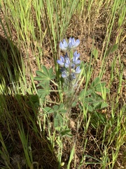 Lupinus micranthus