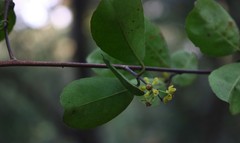 Salacia chinensis