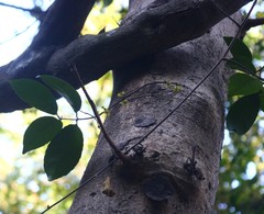 Salacia chinensis