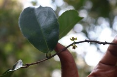 Salacia chinensis