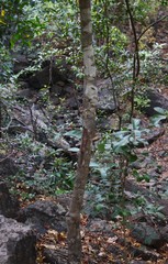 Salacia chinensis