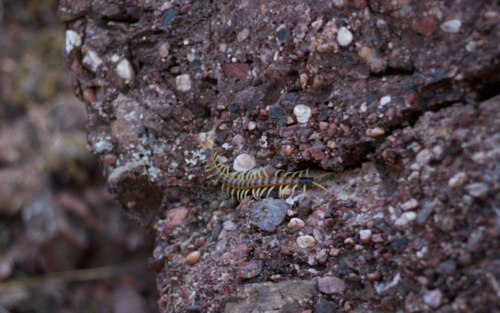 Giant Desert Centipede
